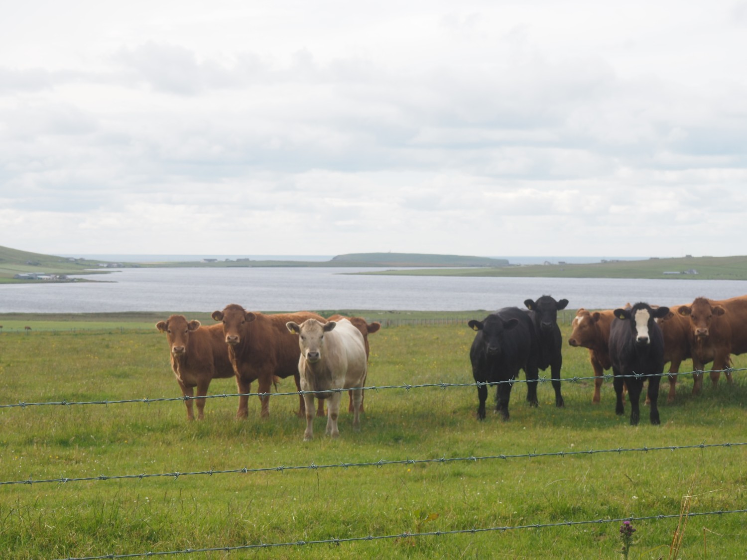 field of cows staring at the camera on the St Magnus Way walk