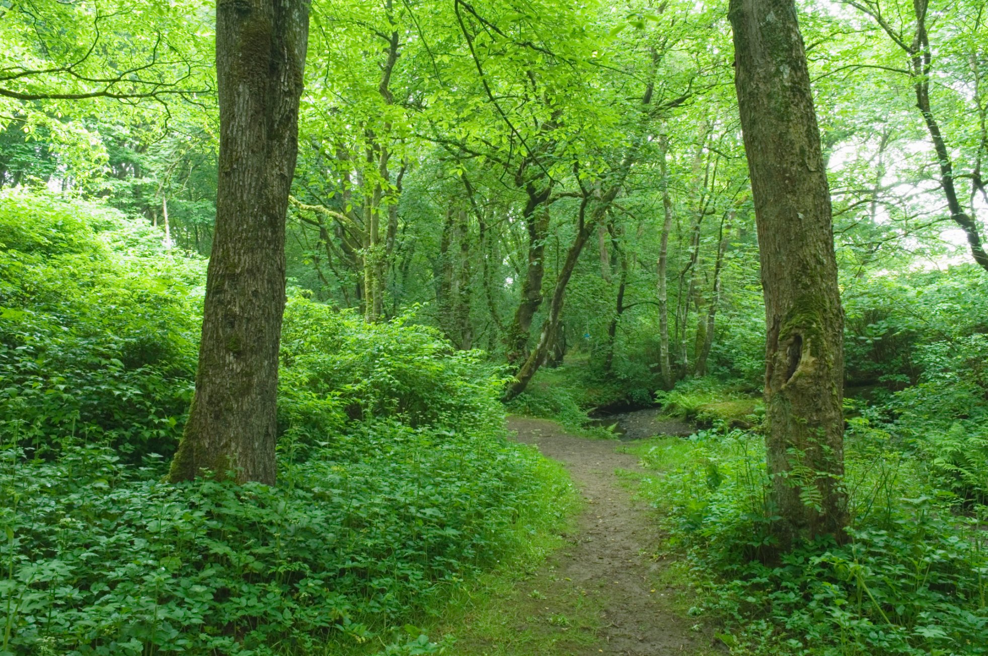 Wooded walk in Orkney