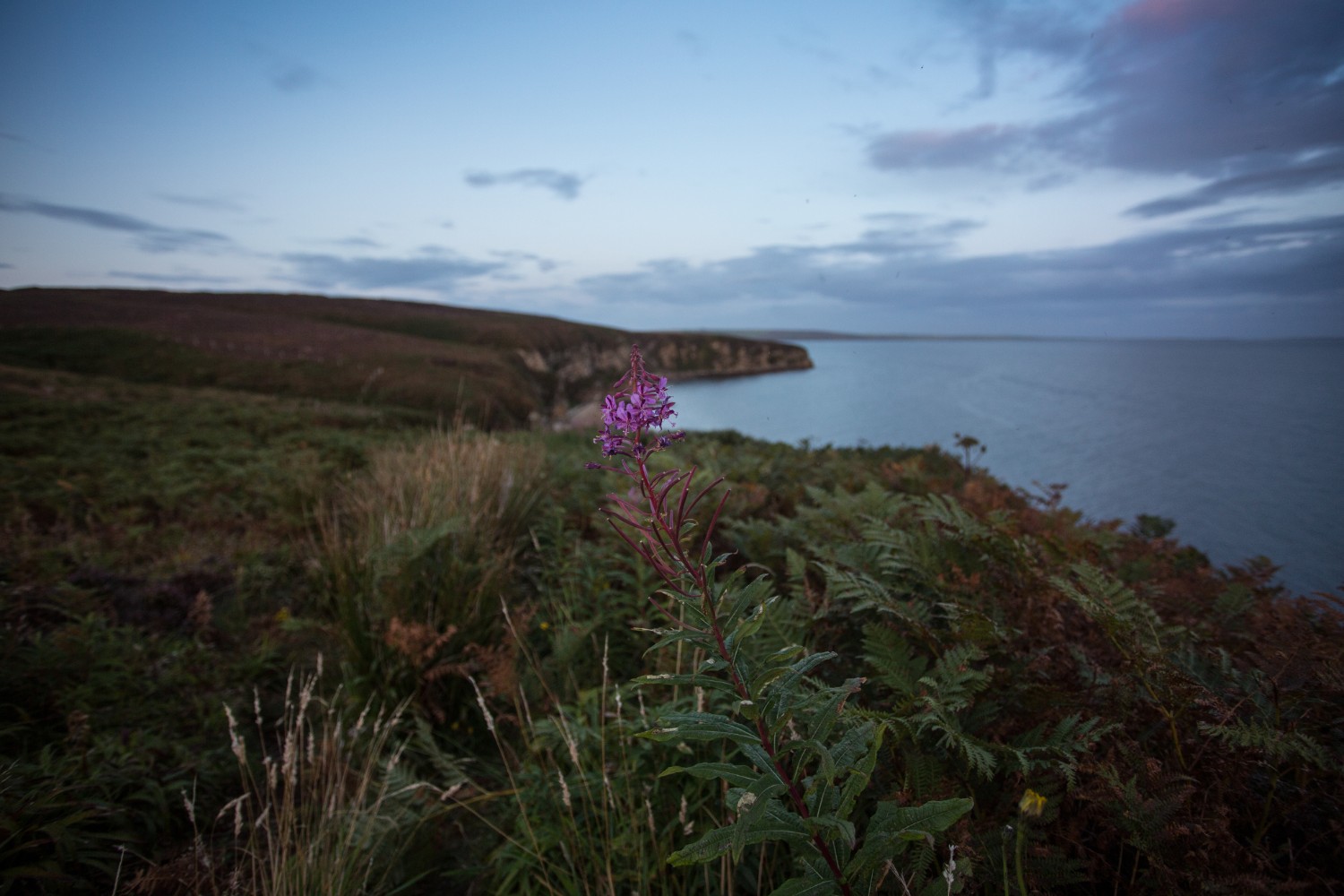 Coastal view of the calm waters off Orkney - Scapa Flow